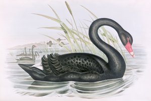Immagine Sconosciuta da John Gould