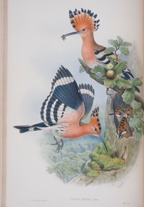 Upupa Epops, tavola da The Birds of Great Britain di John Gould, pubblicato 1862-73 da John Gould
