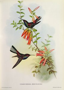 Urochroa Bougieri da John Gould