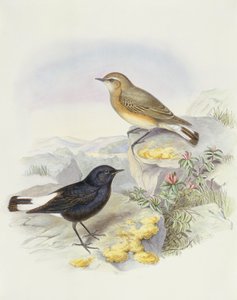 Culbianco variabile (Oenanthe picata), Incisione di John Gould da John Gould