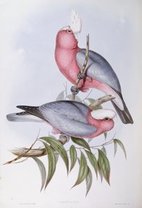 Lori dal collo viola (Eos squamata), incisione di John Gould da John Gould