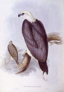 Aquila di mare panciabianca (Haliaeetus leucogaster), incisione di John Gould da John Gould