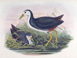 Gallinella d