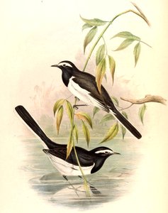 Ballerina bianca (Ballerina grande) Motacilla maderaspatensis Gmelin da John Gould