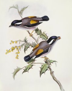 Babblero dal sopracciglio bianco (incisione di John Gould) da John Gould