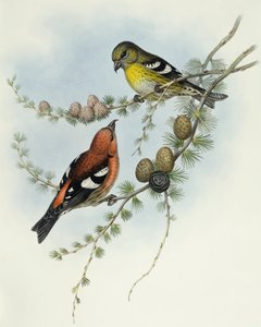 Crociere ali bianche (Loxia leucoptera), Incisione di John Gould da John Gould