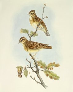 Allodola (Lullula arborea), Incisione di John Gould da John Gould