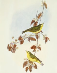 Luì verde (Phylloscopus sibilatrix), incisione di John Gould da John Gould