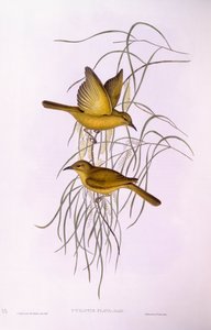 Melifago giallo (Lichenostomus flavus), Incisione di John Gould da John Gould