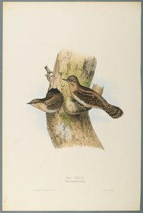 Torquola