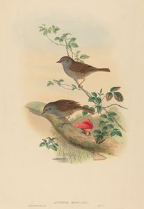 Passera scopaiola da John Gould and H.C. Richter