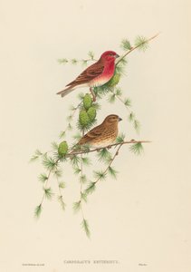 Carpodaco comune da John Gould and H.C. Richter