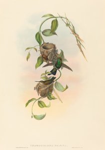 Chlorostilbona prasina (Smeraldo di Puncheran) da John Gould and H.C. Richter
