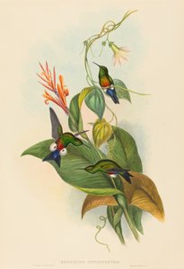 Eriocnemis cupreiventris (Puff-Leg ramato) da John Gould and H.C. Richter