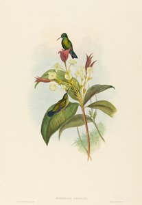 Eucephala caerulea (Zaffiro dal Mento Blu) da John Gould and H.C. Richter