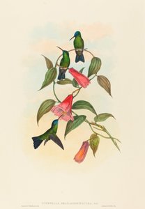 Eucephala smaragdocaerulea (Ninfa di legno di Gould) da John Gould and H.C. Richter