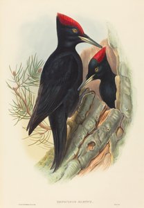 Picchio Nero Maggiore (Dryocopus martius)