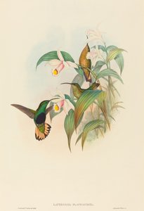Lafresnaya flavicaudata (Petto di velluto dalla coda buffa) da John Gould and H.C. Richter