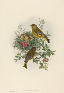 Verdone (Ligurinus chloris) da John Gould and H.C. Richter