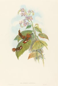 Selashorus scintilla (Colibrì scintillante) da John Gould and H.C. Richter
