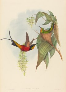 Topaza pyra da John Gould and H.C. Richter