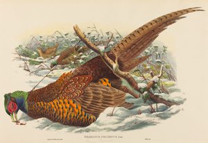 Phasianus colchicus (Fagiano dal Collo Anellato) da John Gould and W. Hart