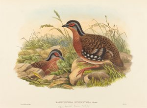 Pernice dal petto rosso (Bambusicola Hyperythra) da John Gould and W. Hart