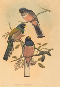 Trogan variegatus da John Gould and W. Hart