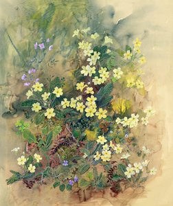 Primrose Bank