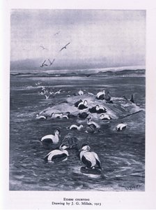 Edredoni in corteggiamento, Nature in Britain pubblicato da Collins, 1946