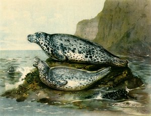 Foca grigia da John Guille Millais