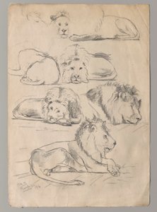 Studi di leoni