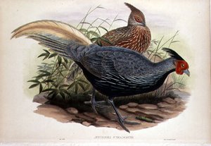 Euplocamus Lineatus, inciso da T. Walter, Londra, pub. tra il 1850-83 (litografia colorata a mano) da John and Hart William (after) Gould