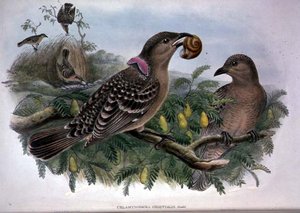 Chlamydera Orientalis da John and Hart William Gould
