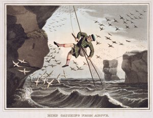 Cattura degli uccelli dall