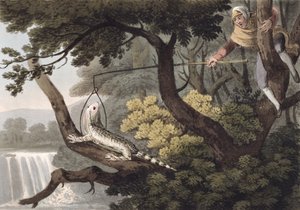 Cacciatore di lucertole messicano, inciso da Matthew Dubourg, pubblicato da Edward Orme, 1813