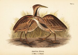 Tarabuso americano, Botaurus lentiginosus, maschio 1, femmina 2 da John James (after) Audubon
