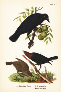 Corvo americano, Corvus brachyrhynchos 1, e vaccaro testabruna, Molothrus ater, femmina 2, e maschio 3