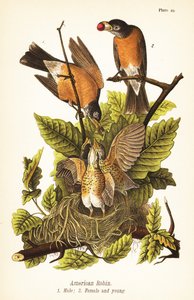 Pettirosso americano, Turdus migratorius, maschio 1, femmina 2 e giovani nel nido