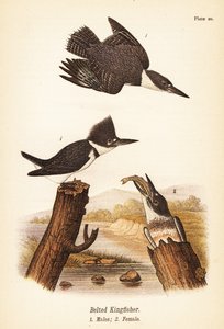 Martin pescatore dal collare, Megaceryle alcyon, maschi 1, femmina 2 da John James (after) Audubon