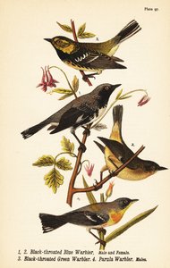 Parula blu dalla gola nera, Setophaga caerulescens, parula verde dalla gola nera, Setophaga virens e parula del nord, Setophaga americana da John James (after) Audubon