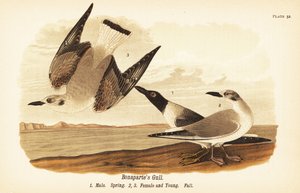 Gabbiano di Bonaparte, Chroicocephalus philadelphia, maschio in primavera 1, femmina 2 e giovane 3 in piumaggio autunnale da John James (after) Audubon