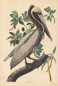 Pellicano bruno da John James (after) Audubon