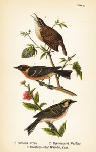 Scricciolo della Carolina, Thryothorus ludovicianus 1, parula petto castano, Setophaga castanea 2, parula fianchi castani, Setophaga pensylvanica 3