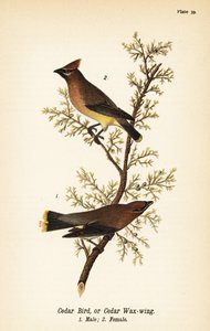 Bombycilla cedrorum, maschio e femmina