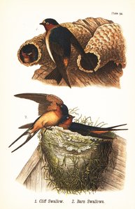 Rondine delle scogliere, Petrochelidon pyrrhonota 1, e rondine comune, Hirundo rustica 2