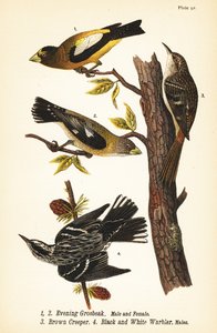 Grosbeak serale, Coccothraustes vespertinus, rampichino bruno, Certhia americana, e parula bianca e nera, Mniotilta varia da John James (after) Audubon