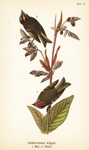 Regolo crestato, Regulus satrapa da John James (after) Audubon