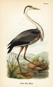 Airone azzurro maggiore, Ardea herodias da John James (after) Audubon