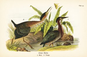 Airone verde, Butorides virescens, maschio 1, giovane 2 da John James (after) Audubon